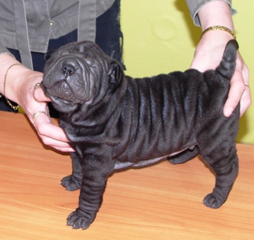 Shar Pei (šarpej) s PP Shar Pei (šarpej) s PP