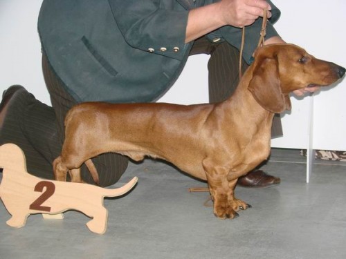 Jezev��k hladkosrst� standard