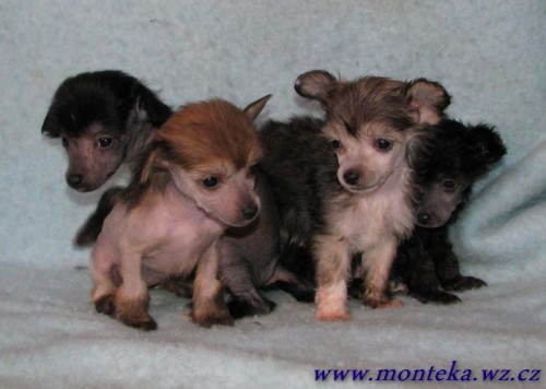 ��nsk� chocholat� pes