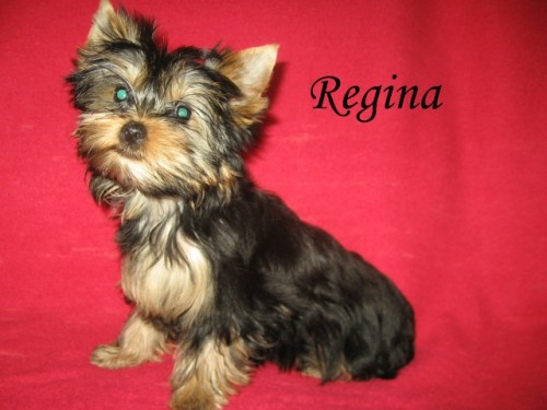 Jork��rsk� teri�r s PP