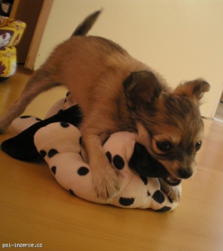 �t�n�tko �ivava-kryysa��k