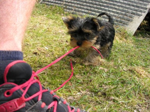 jork��rci �t��ata