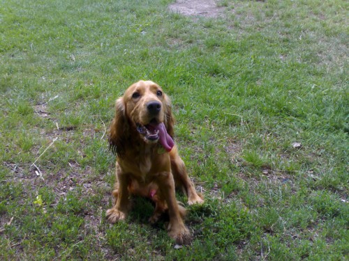 Hled�m nev�stu !!!!