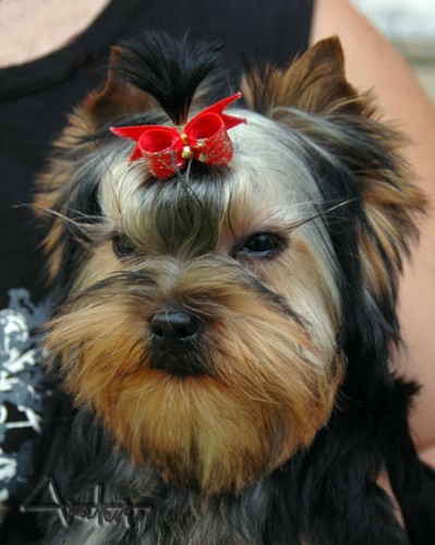 Jork��rsky terrier