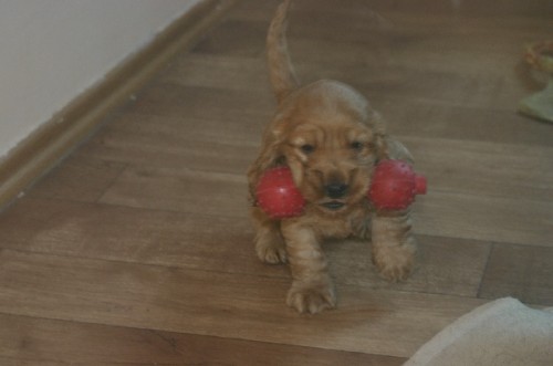 ANGLICK� KOKR�PAN�L 