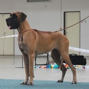 N�meck� doga �lut�