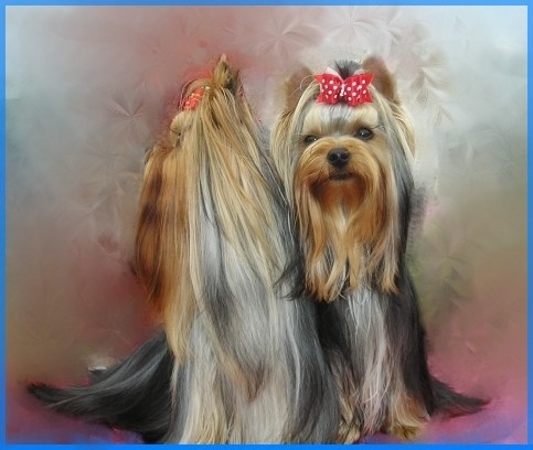 Jork��rsk� teri�r