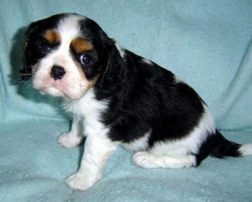 Z Kamilkov� zahrady