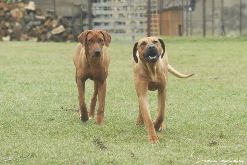 �t���tka  Rhodesk� ridgeback  