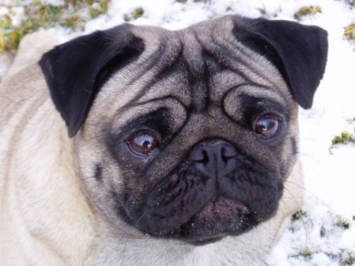 MOPS- �t���tka