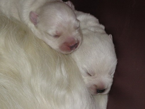 �t�n�tka s pr�kazem p�vodu