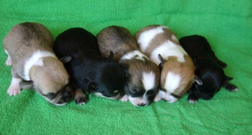 �ivava dlouhosrst� a kr�tkosrst� s PP