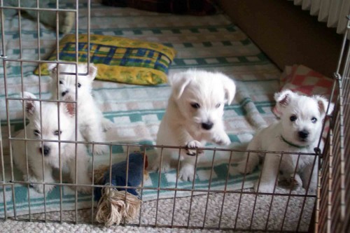 prod�m �t��ata west�k�