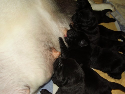 �teniatka Labradora