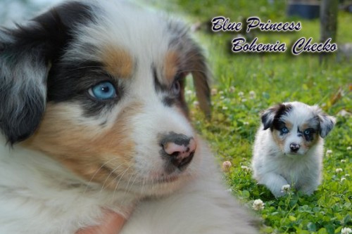 Australsk� ov��k s PP ihned k odb�ru!