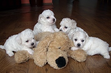 Bolo�sk� ps�k s PP.