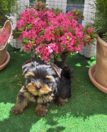 �t���tka jork��ra s PP