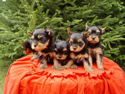 Jork��rsk� Teri�r s PP