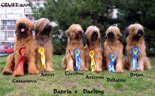 Briard-plav� �t���tka