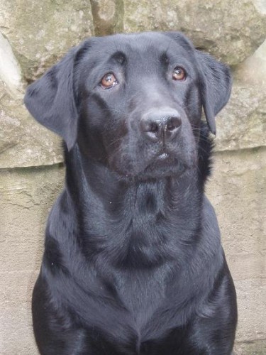 Labradorský retriever-fenka s PP Labradorský retriever-fenka s PP