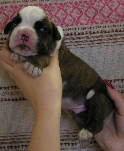 �t���tka s PP