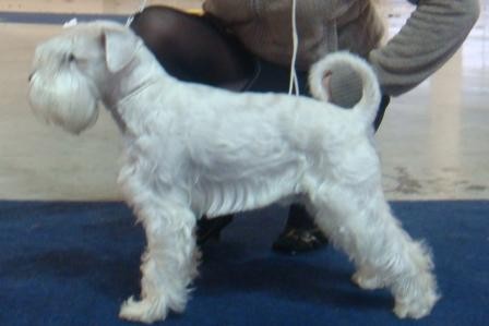 Malý BÍLÝ knírač Malý BÍLÝ knírač