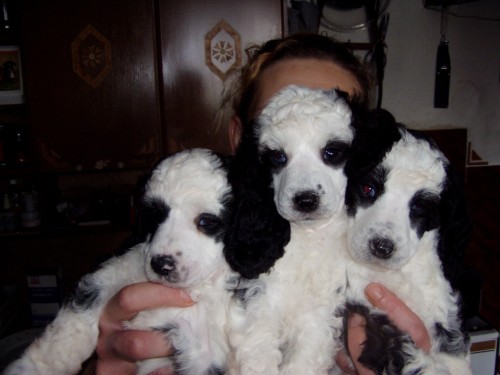 Pudl Kr�lovsk� - Harlekyn