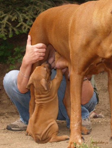 rhodesky ridgeback- �t�n�