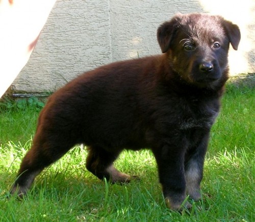 NĚMECKÝ OVČÁK s PP NĚMECKÝ OVČÁK s PP