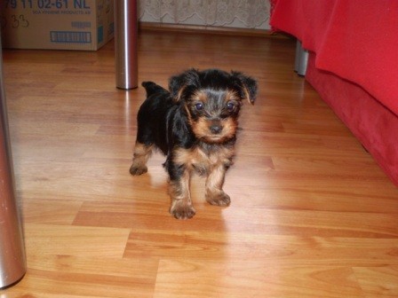 Jok��rsk� teri�r