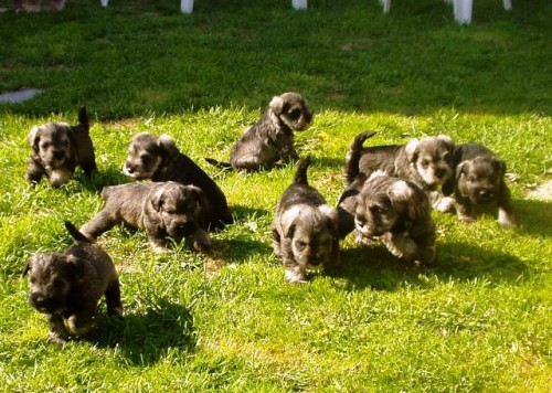 Knírač malý pepř a sůl s PP Knírač malý pepř a sůl s PP