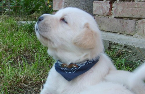 �t�n� labradora