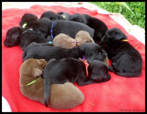 �t���tka labradorsk�ho retr�vra