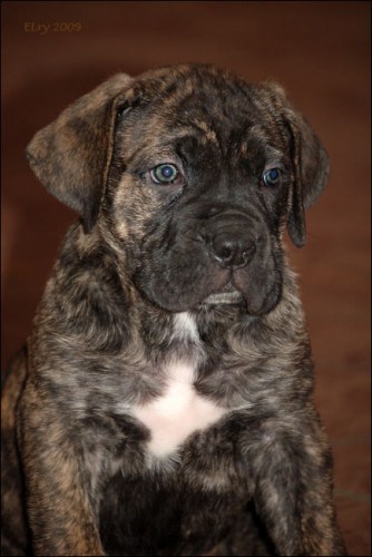 Cane Corso - �t��ata s PP