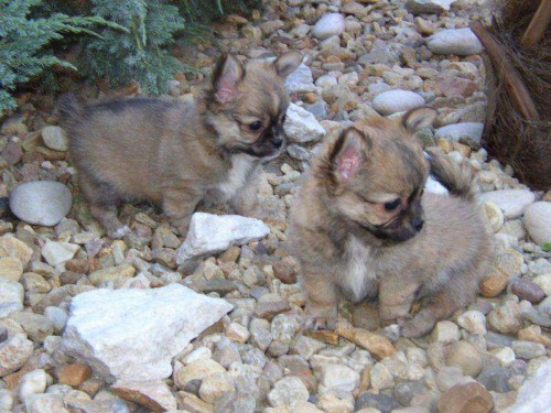 Prod�m �t��ata �ivavy s PP