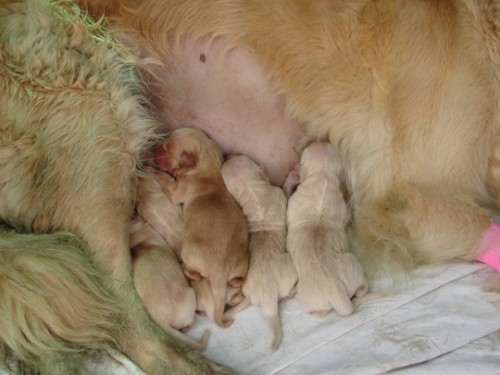 �t���tka zlat�ho retr�vra