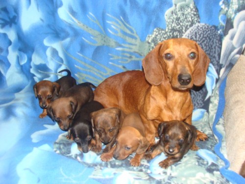 jezev��k hladkosrst� 