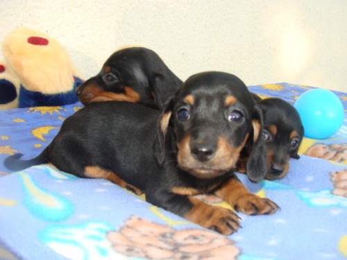 jezev��k hladkosrst� 