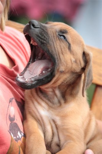 rhodesky ridgeback- �t�n�