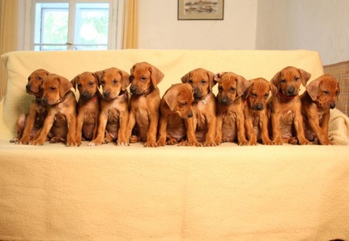 Rhod�sk� ridgeback �t��ata