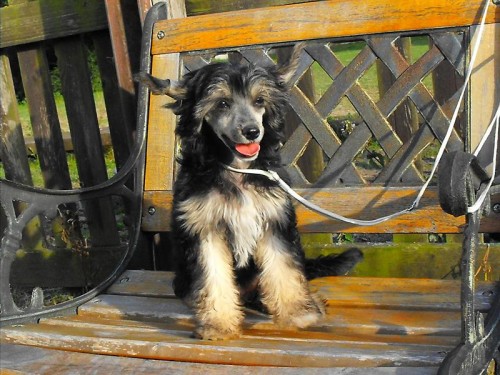 ��nsk� ch. pes- fenka labut�nka s PP - levn�!