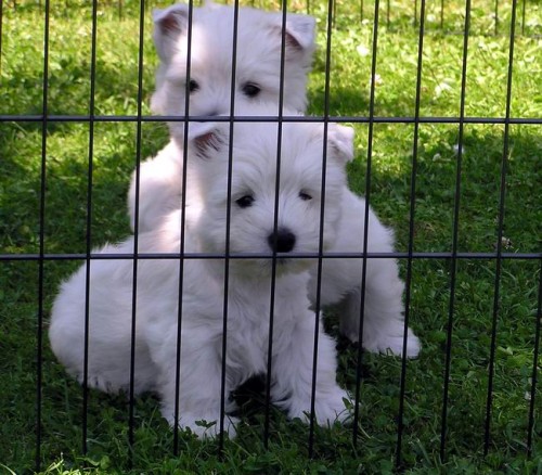 �t�nata s PP - psi