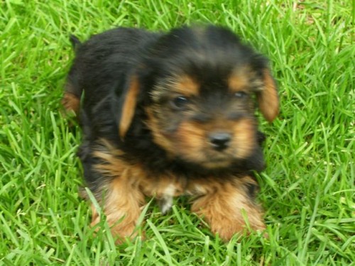 Jork��rsk� teri�r - �t��ata bez pp