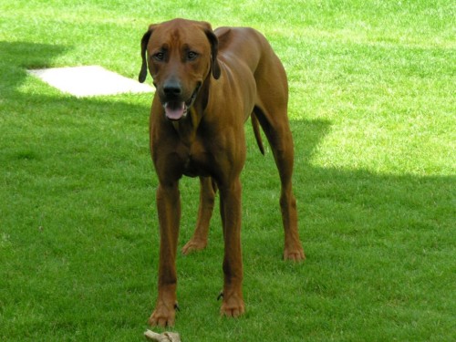 rhodesky ridgeback- �t�n�