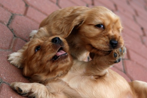 Anglick� kokr�pan�l - zlat� �t��ata