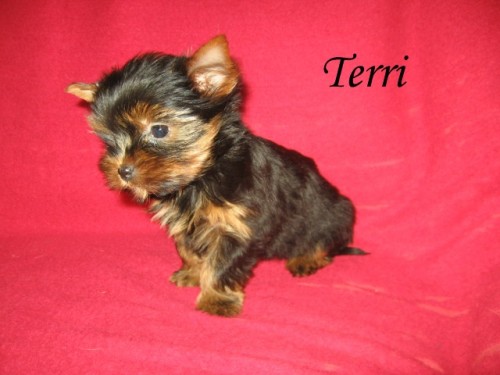 Jork��rsk� teri�r 