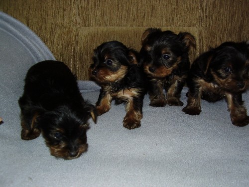 Jork��rsk� teri�r - mini�t���tka