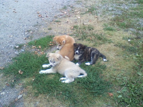 akita inu štěňata akita inu štěňata