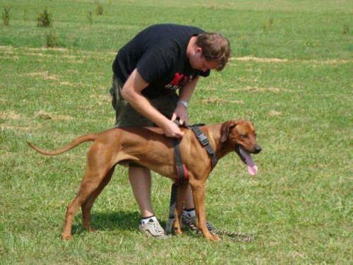 rhodesky ridgeback- �t�n�