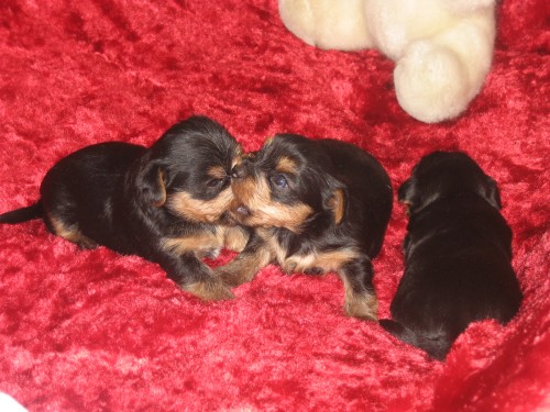 Jork��rsk� terier